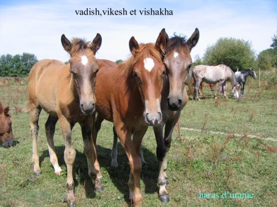 vadih,vikesh et vishakha