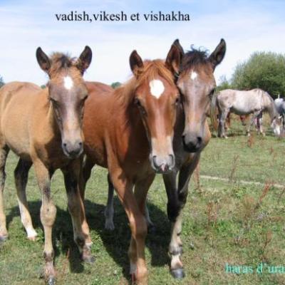 vadih,vikesh et vishakha